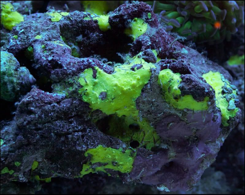 anyone have sponge issues? Reef Central Online Community