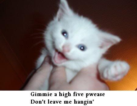 cat Pictures, Images and Photos