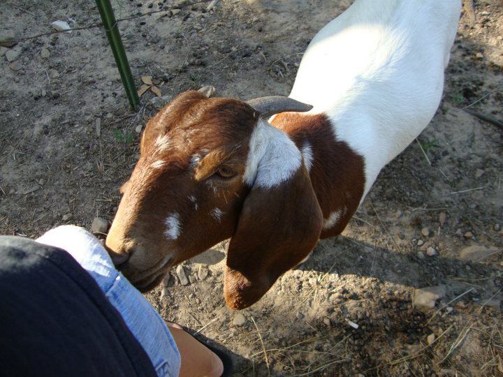 Can you guess if nubian is in the boer? - Goats