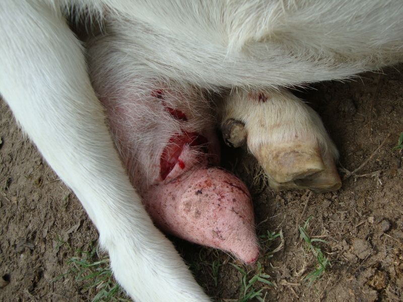 HELP!!  Udder injury!!! - Goats