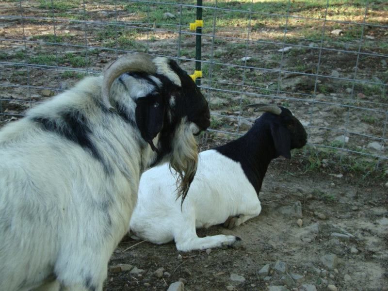 Can you guess if nubian is in the boer? - Goats