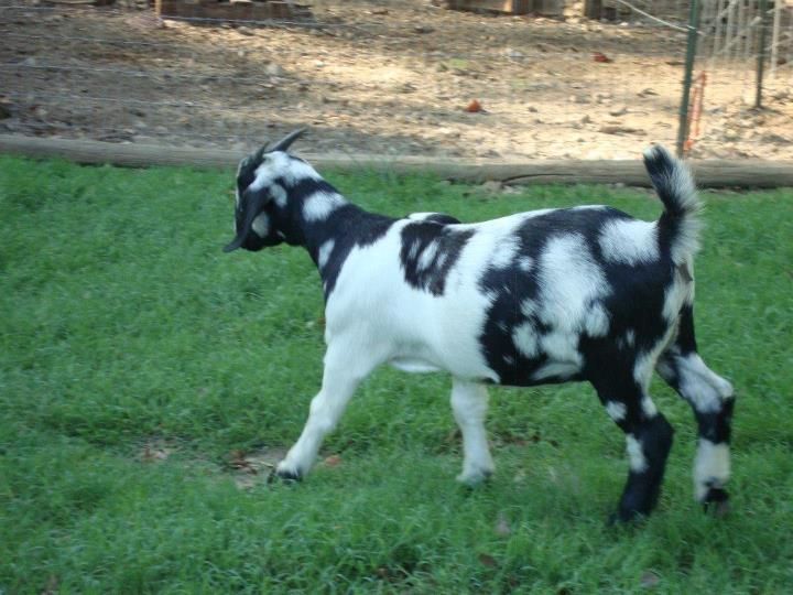 Can you guess if nubian is in the boer? - Goats