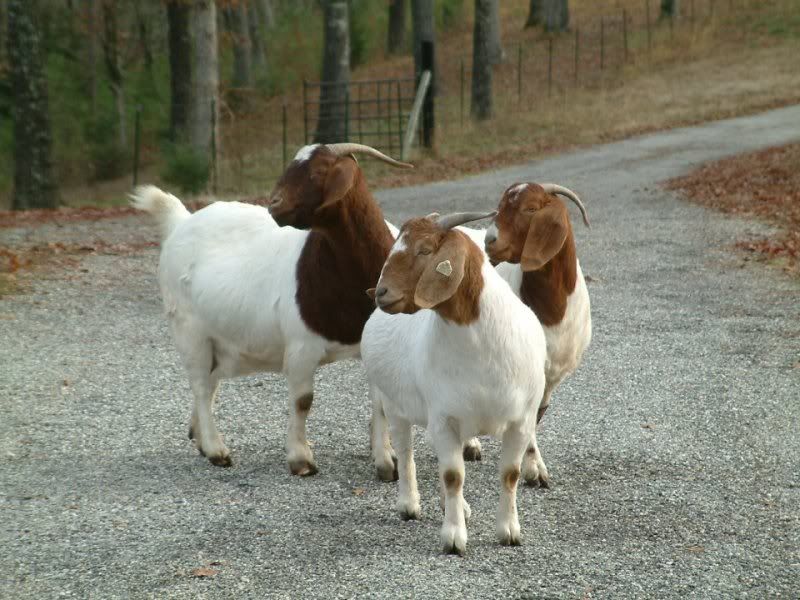About to call the vet - Goats
