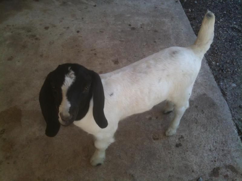 Please help me name my baby! - Goats