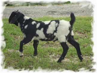 Can you guess if nubian is in the boer? - Goats