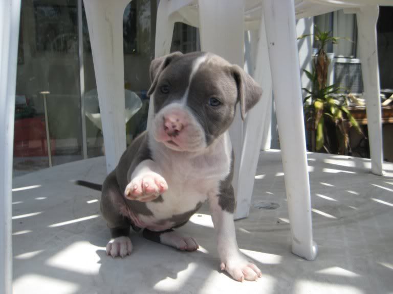 blue pitbulls for sale delineation