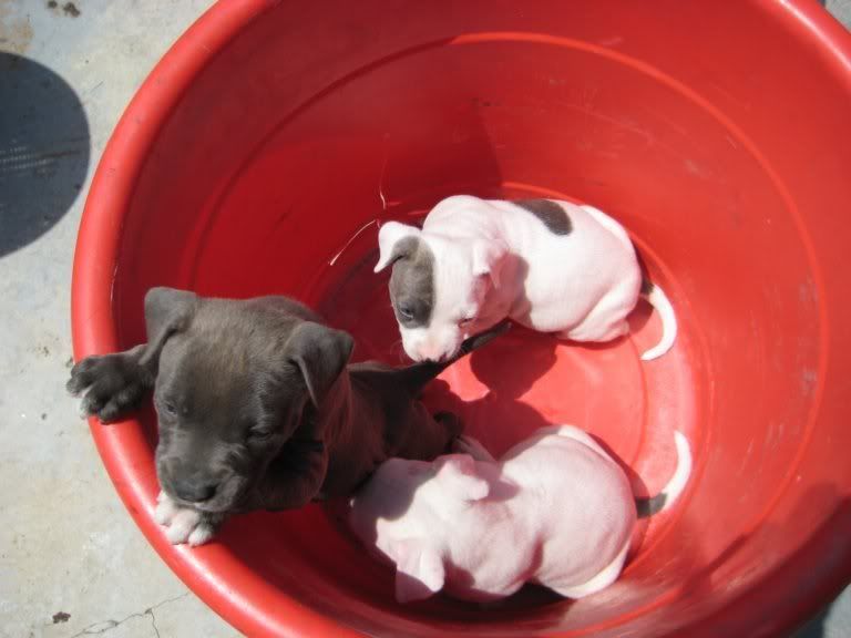 pitbulls for sale. blue pitbulls for sale