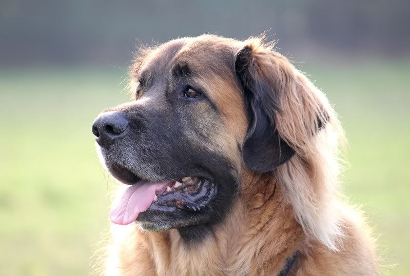 IMAGE: http://i13.photobucket.com/albums/a274/jaz9521/Roman.jpg