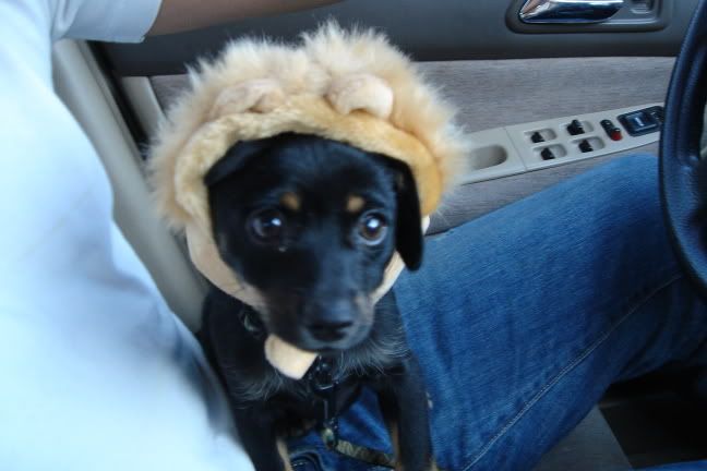 Fez in his lion hat Pictures, Images and Photos