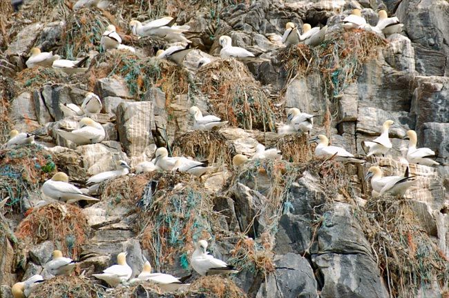 Gannet_Runde nests in the rocks photo Gannet_Rundenestsintherocks_zps808013cd.jpg