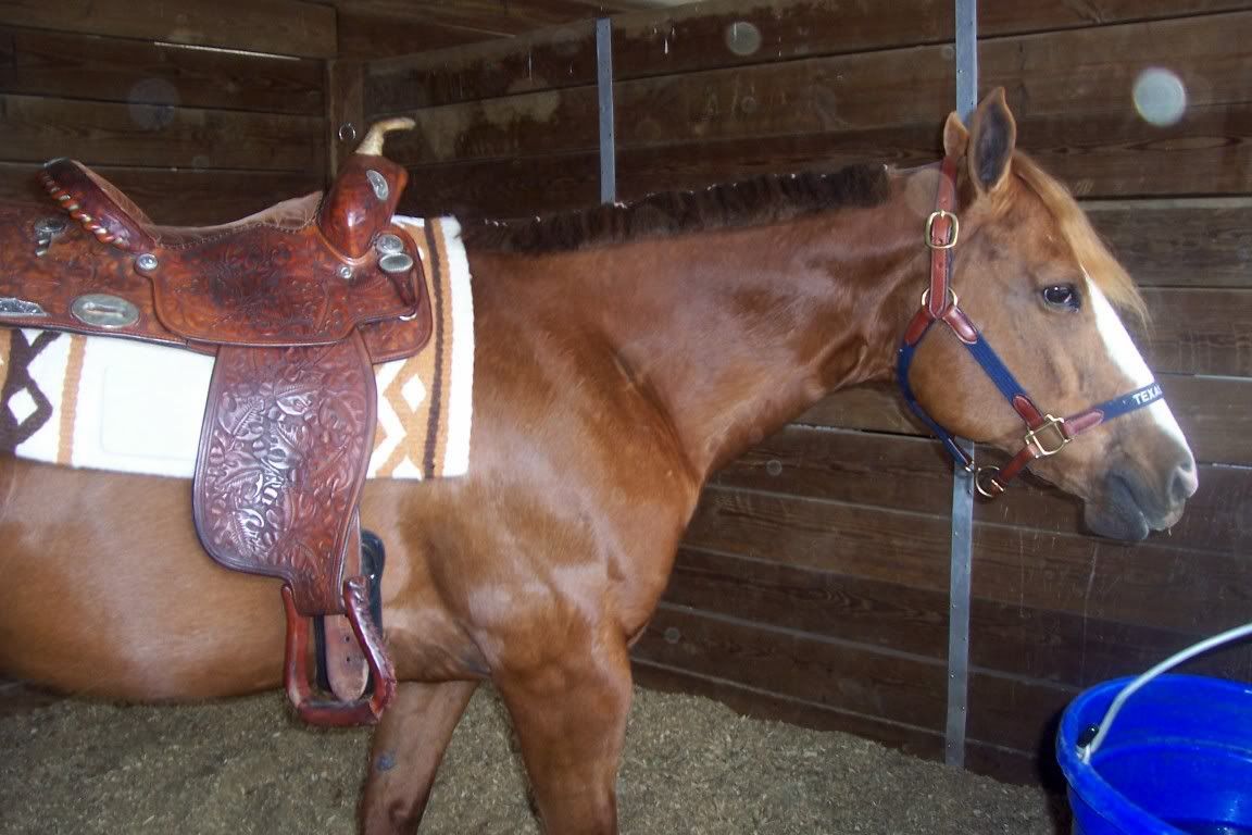 what color tack does your sorrel chestnut wear? Horse Showing
