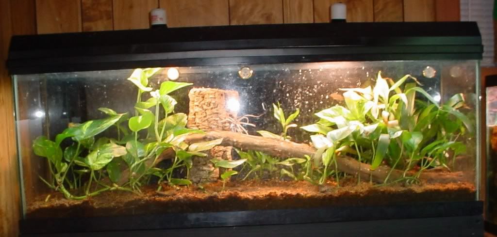 Anole Tank