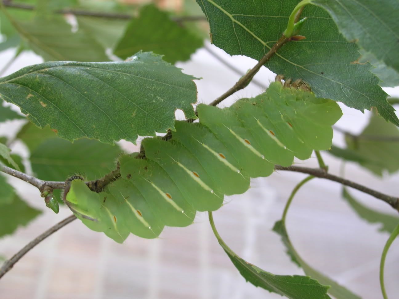 Stick Caterpillar