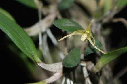 Dendrobiumdiplocaulobium.jpg