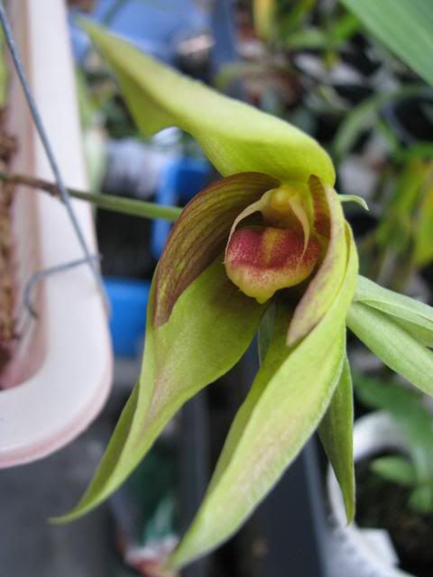 Bulbophyllum mandibulare var "Red"