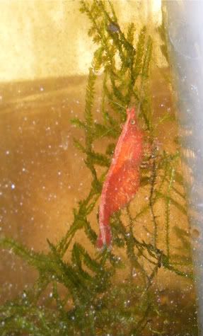 Cherry shrimp on moss