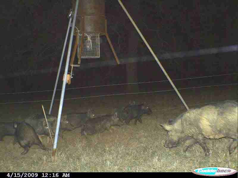 Have You Killed A Free Ranging Hog Under A Feeder Light Tell