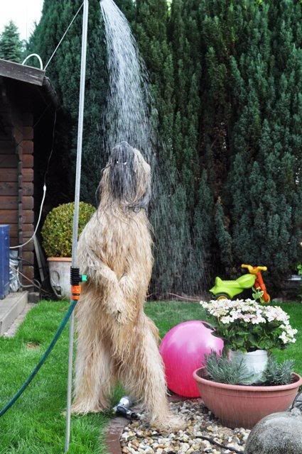 brie_shower.jpg