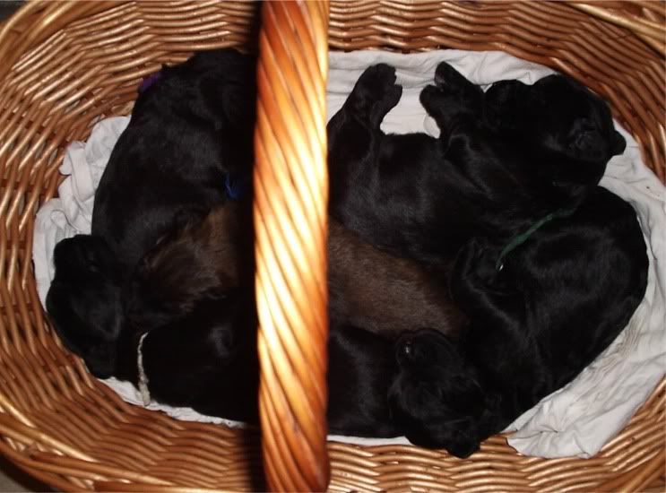 pups_11days.jpg