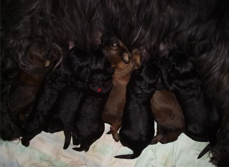 pups_11days1.jpg