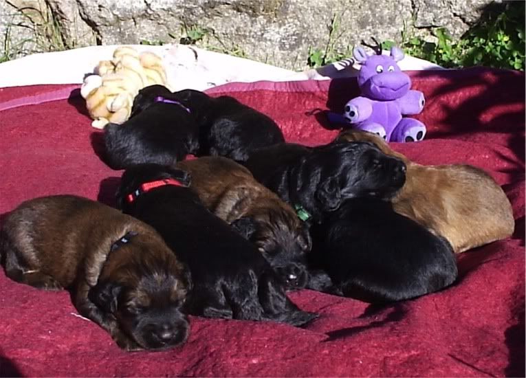 pups_18days.jpg