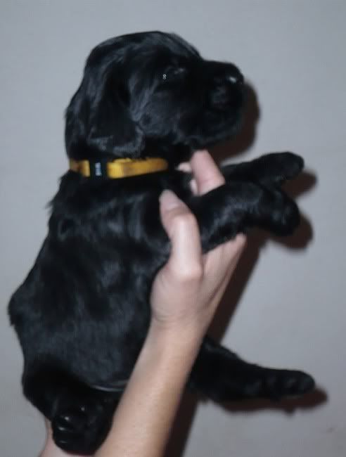 pups_20days15.jpg