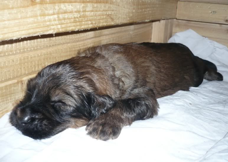 pups_20days17.jpg