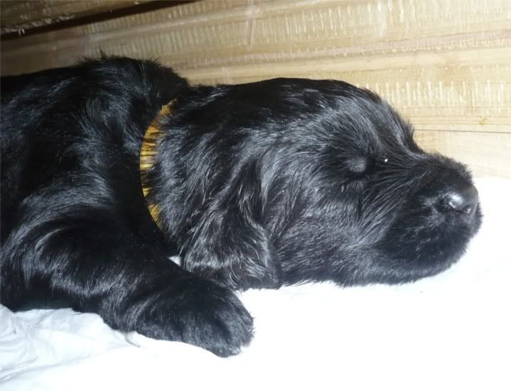 pups_20days19.jpg