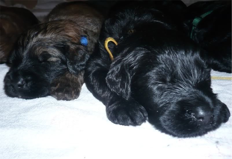 pups_20days22.jpg