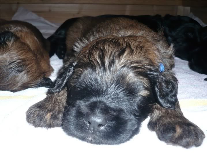 pups_20days3.jpg