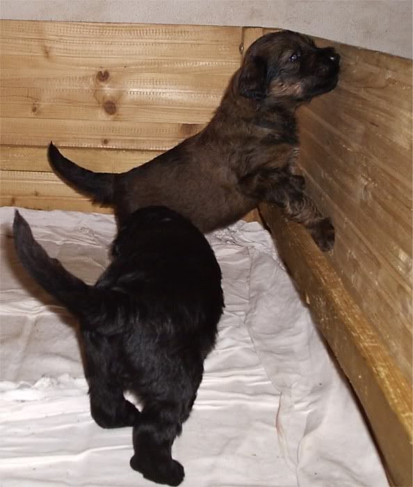 pups_25days.jpg