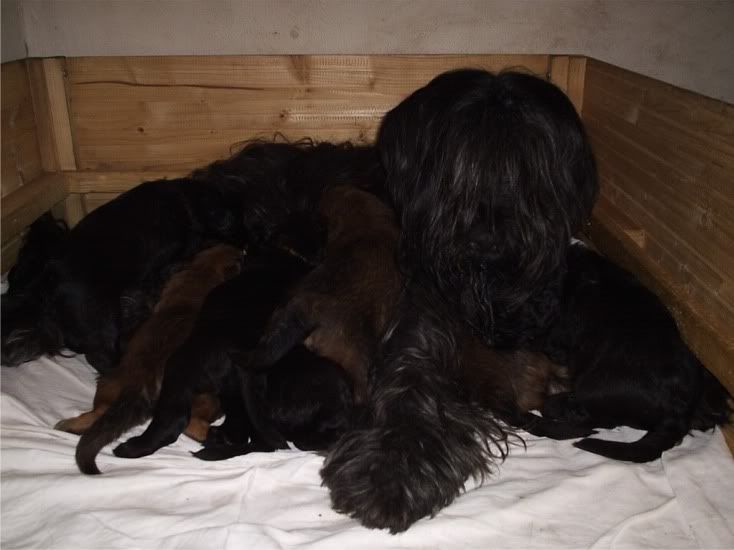 pups_25days1.jpg