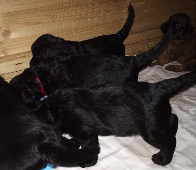 pups_25days4.jpg