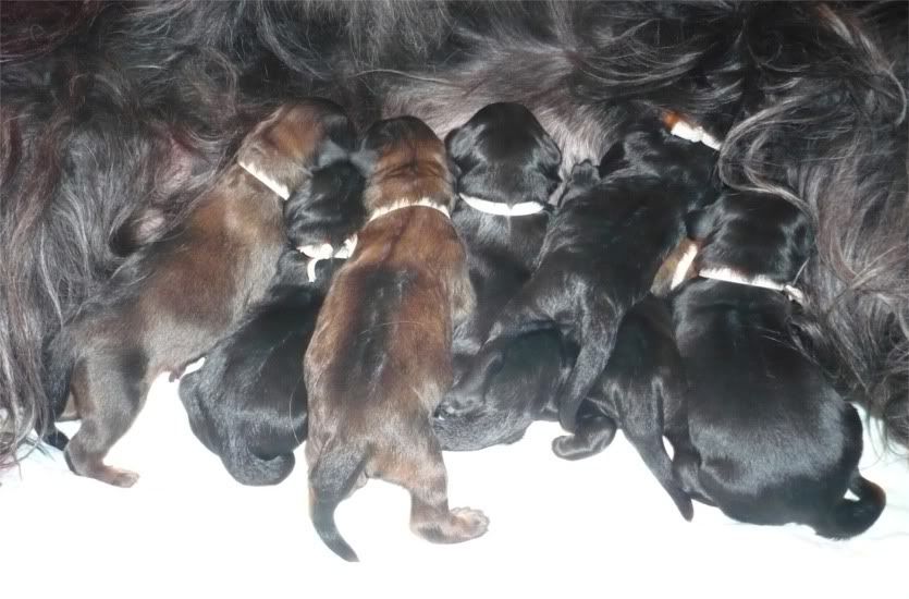 nadal_pups.jpg