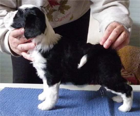 pup1.jpg
