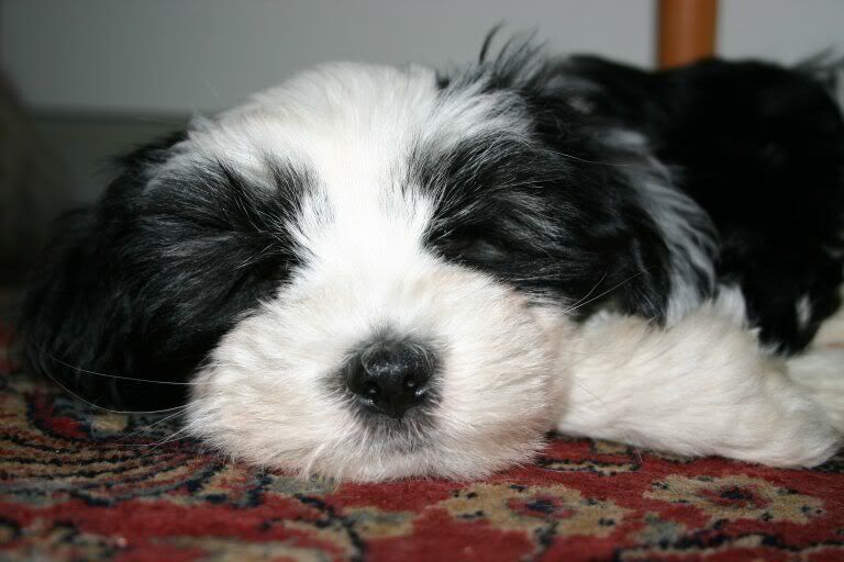 puppies.jpg