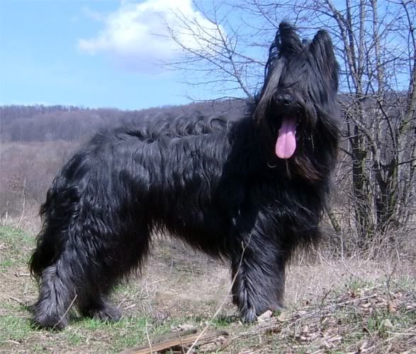 briard1.jpg
