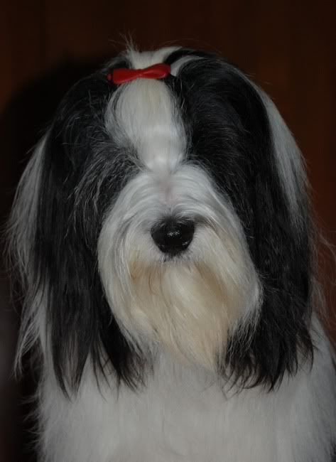 tara_after_grooming.jpg