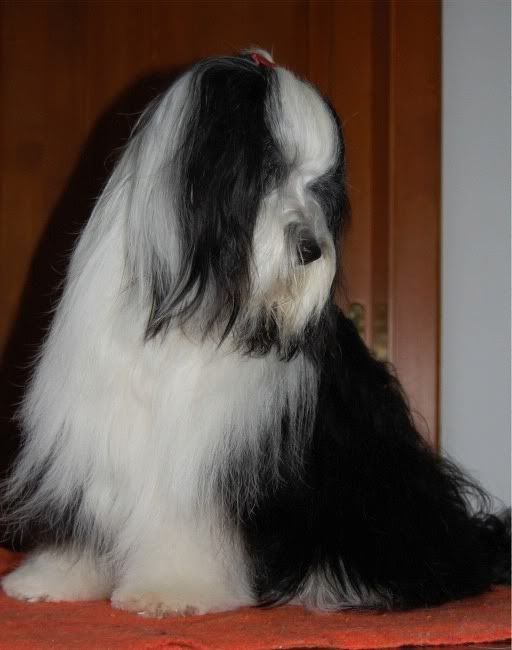 tara_after_grooming1-1.jpg