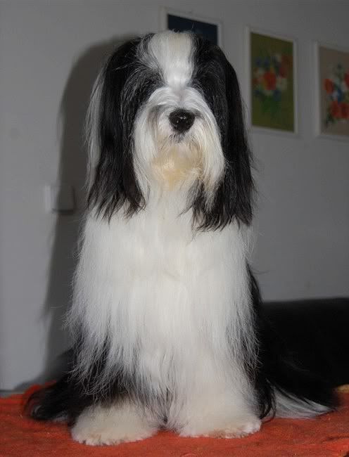tara_after_grooming2.jpg