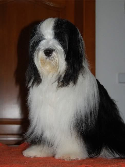 tara_after_grooming3.jpg