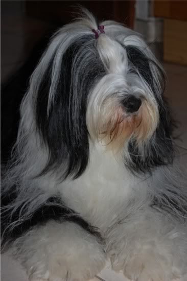 tara_groomed11.jpg