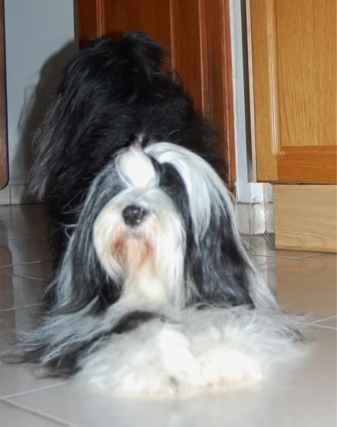tara_groomed12.jpg