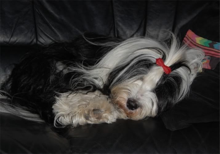 tara_sleeps1.jpg