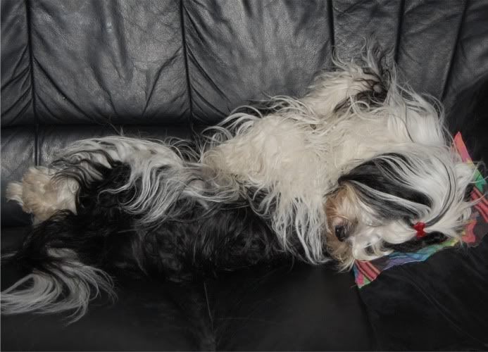 tara_sleeps3.jpg
