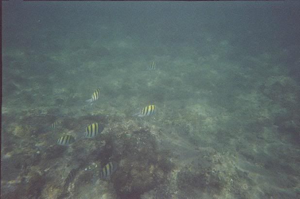 snorkeling