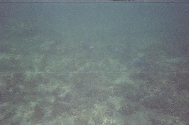 snorkeling