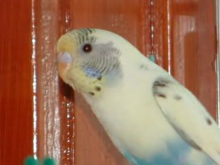 DSCF0372.jpg