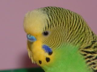 DSCF0375.jpg