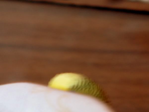 DSCF0125600x450.jpg